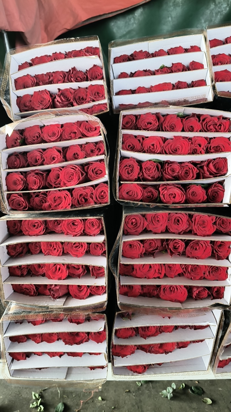 玫瑰鲜切花……………