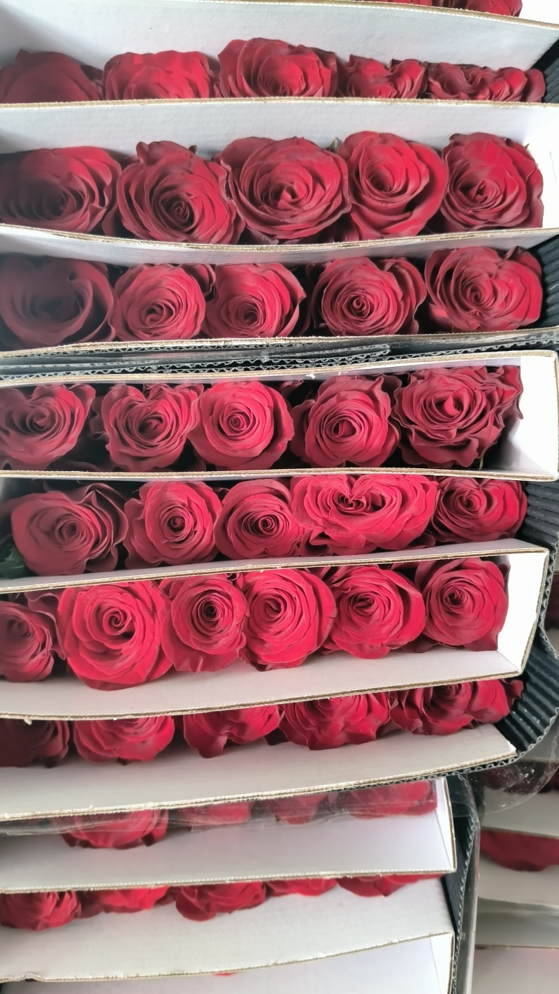 玫瑰鲜切花……………
