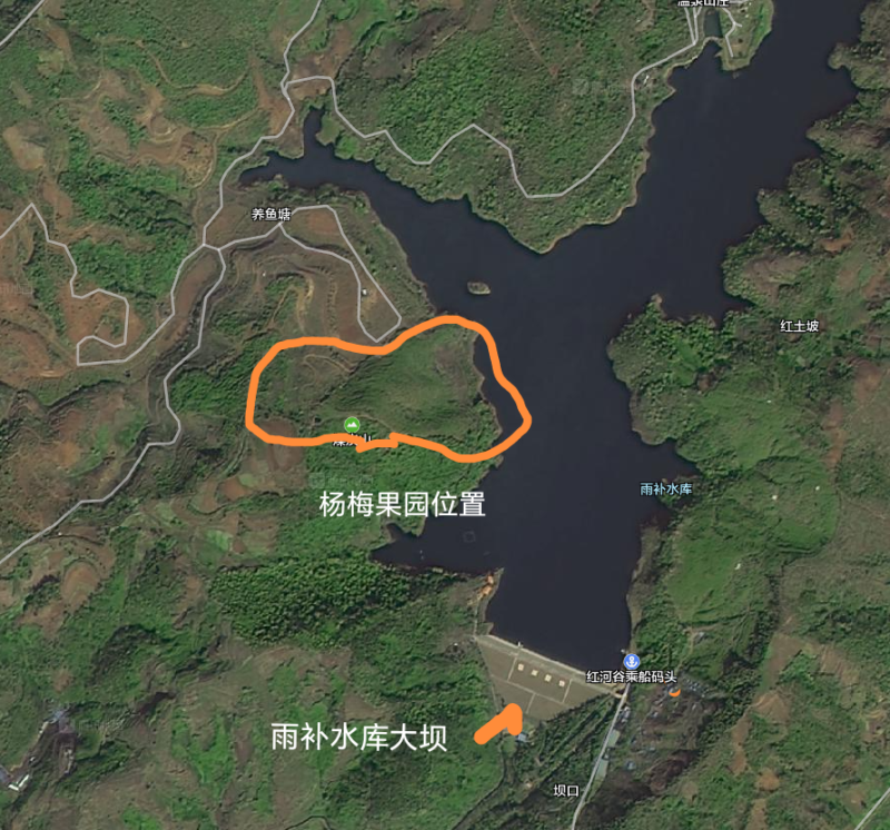 弥勒市出租或转让丰产两百亩杨梅果园，年限最高三十年