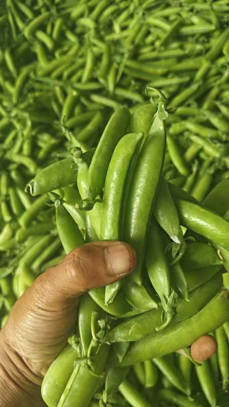 白豌豆，青豌豆夹大量上市，长寿仁豌豆荚产地直发，一手货源