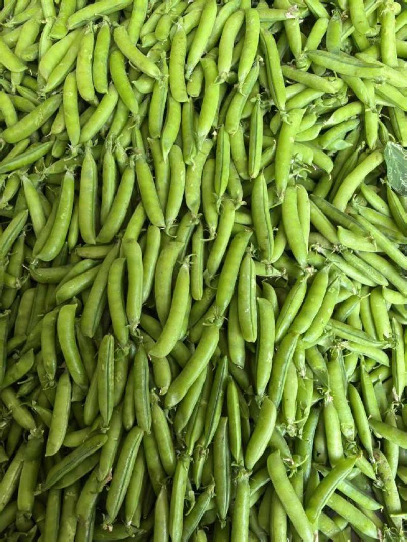 白豌豆，青豌豆夹大量上市，长寿仁豌豆荚产地直发，一手货源