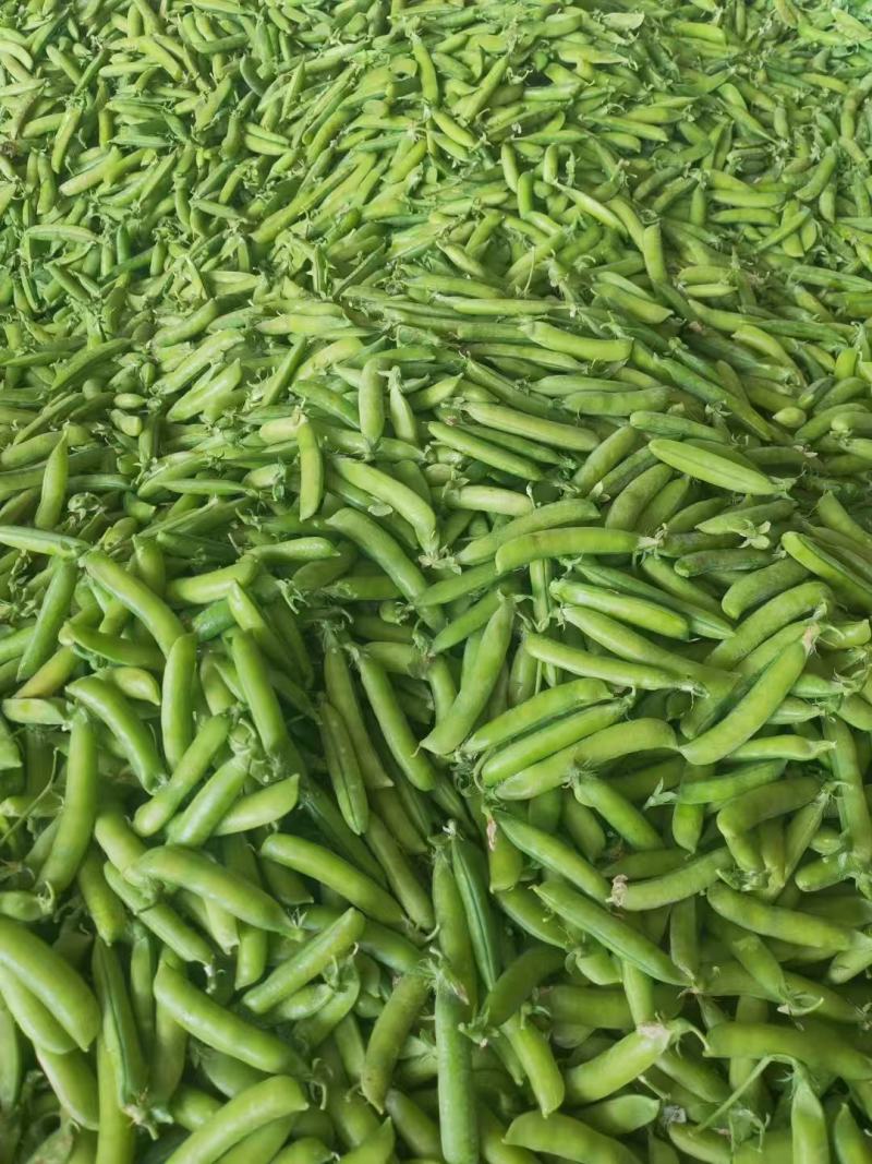 白豌豆，青豌豆夹大量上市，长寿仁豌豆荚产地直发，一手货源