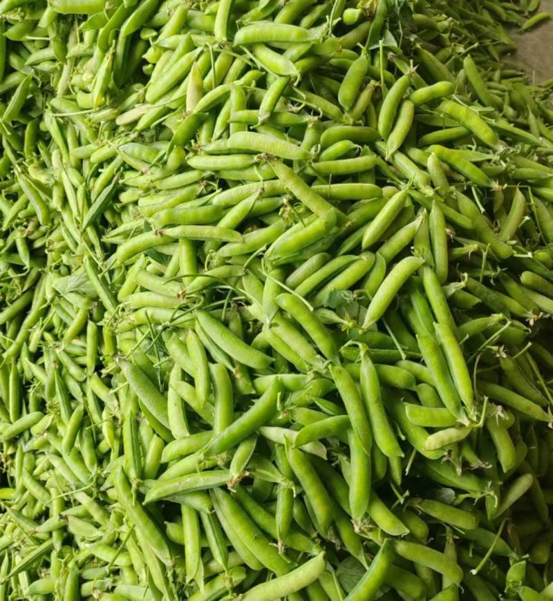 白豌豆，青豌豆夹大量上市，长寿仁豌豆荚产地直发，一手货源