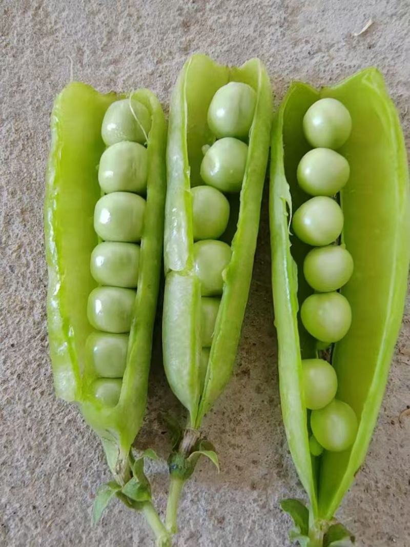白豌豆，青豌豆夹大量上市，长寿仁豌豆荚产地直发，一手货源