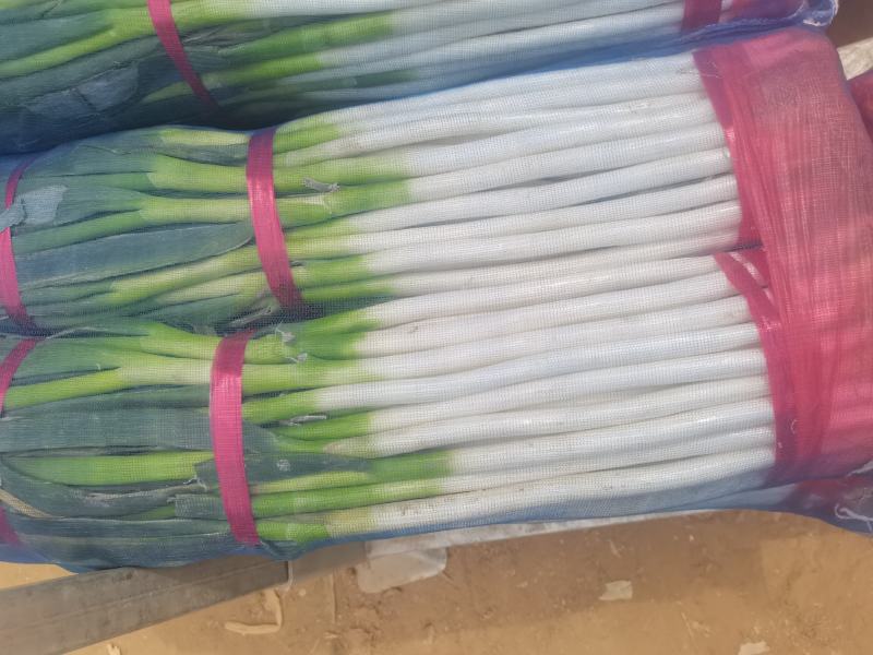河南南阳嘉恒育苗基地，现有钢葱苗500万颗，售价5分