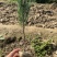 油松营养袋苗高度10—15公分