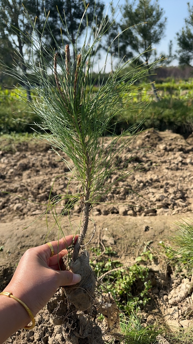 油松营养袋苗高度10—15公分
