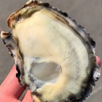 自有生蚝养殖加工厂乳山生蚝整车冷链发货全规格全