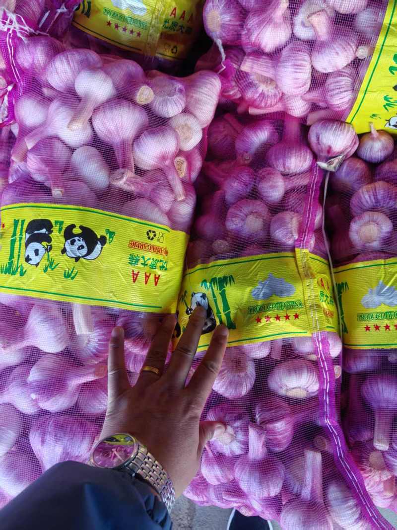 精品大蒜紫皮蒜一手货源对接电商市场商超量大价优，