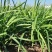 2025陆地韭菜大量现货红根韭菜