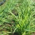 2025陆地韭菜大量现货红根韭菜