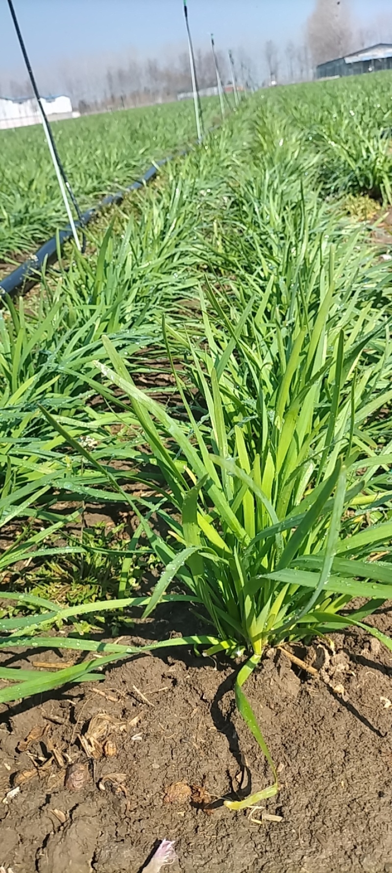 2025陆地韭菜大量现货红根韭菜