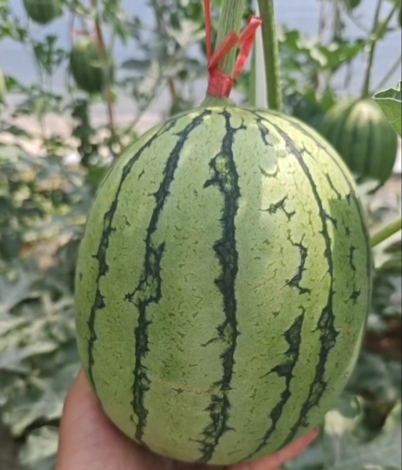 陕西蒲城优质吊篮西瓜大量上市中一手货源，产地供货欢迎选购