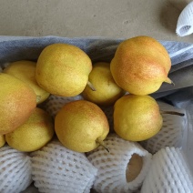 新疆库尔勒香梨