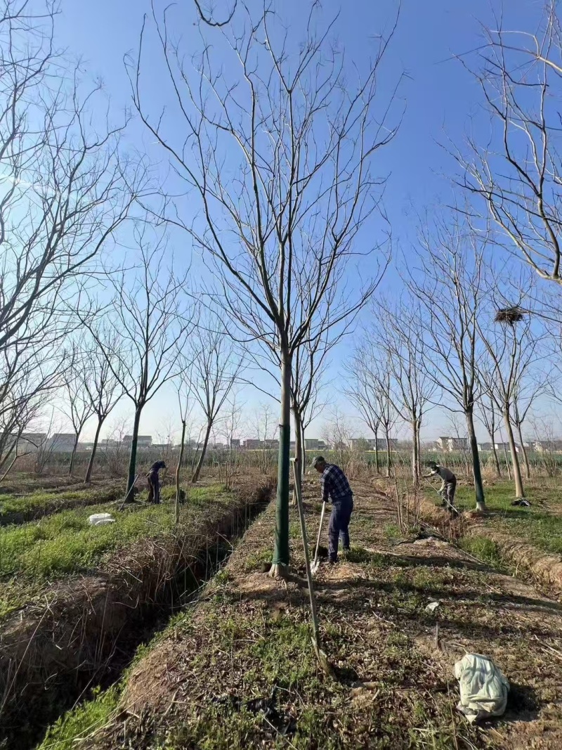 批发栾树1-20公分大量现货供应12公分栾树15公分栾树