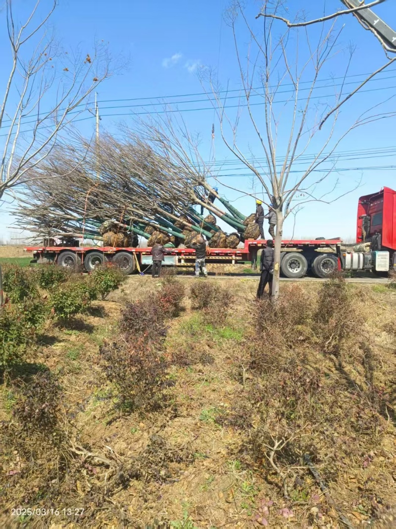 批发栾树1-20公分大量现货供应12公分栾树15公分栾树