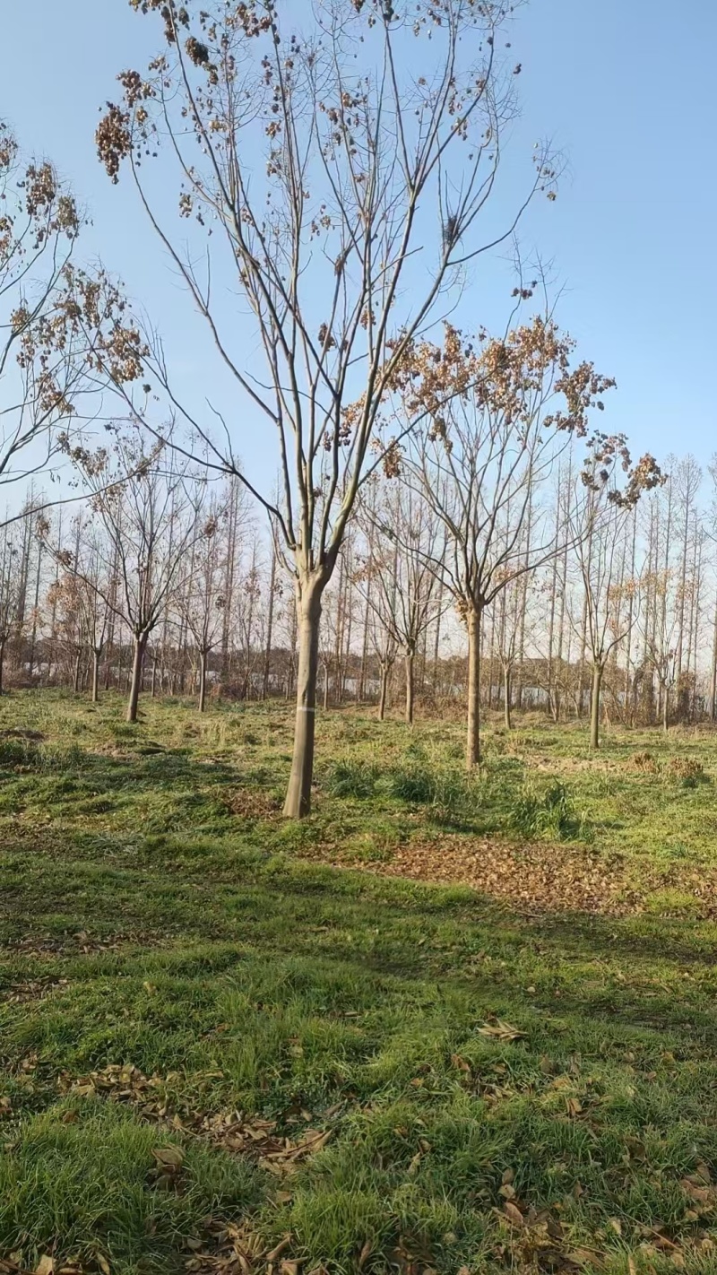 批发栾树1-20公分大量现货供应12公分栾树15公分栾树