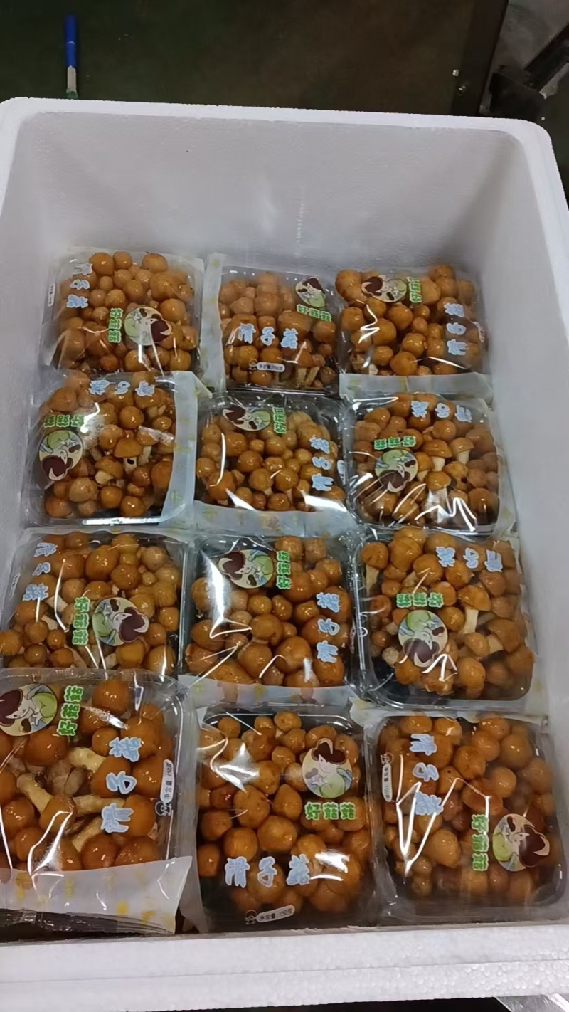 陕西省商洛市丹凤县工厂化滑子菇大量上市