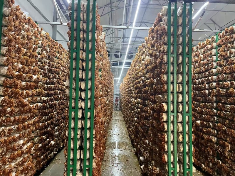 陕西省商洛市丹凤县工厂化滑子菇大量上市