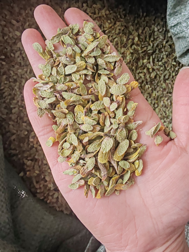 .铁皮石斛干条多胶少渣500克石斛条干货石斛干条批发