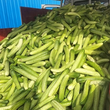遂宁黄瓜