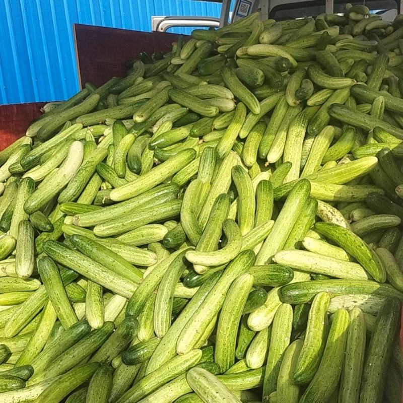 遂宁黄瓜
