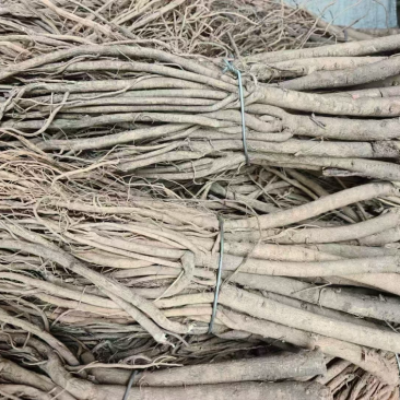 黄芪条甘肃黄芪节子各规格一手货源全国发货