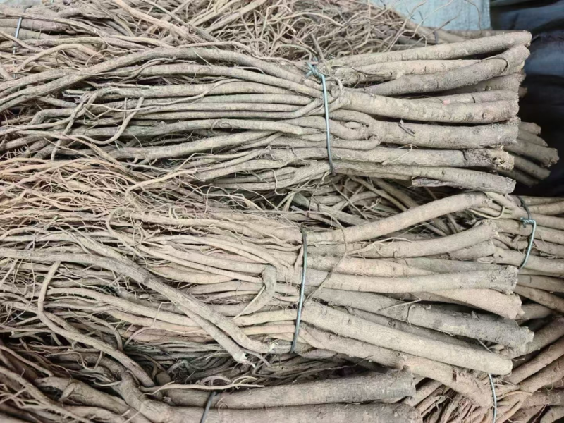 黄芪条甘肃黄芪节子各规格一手货源全国发货