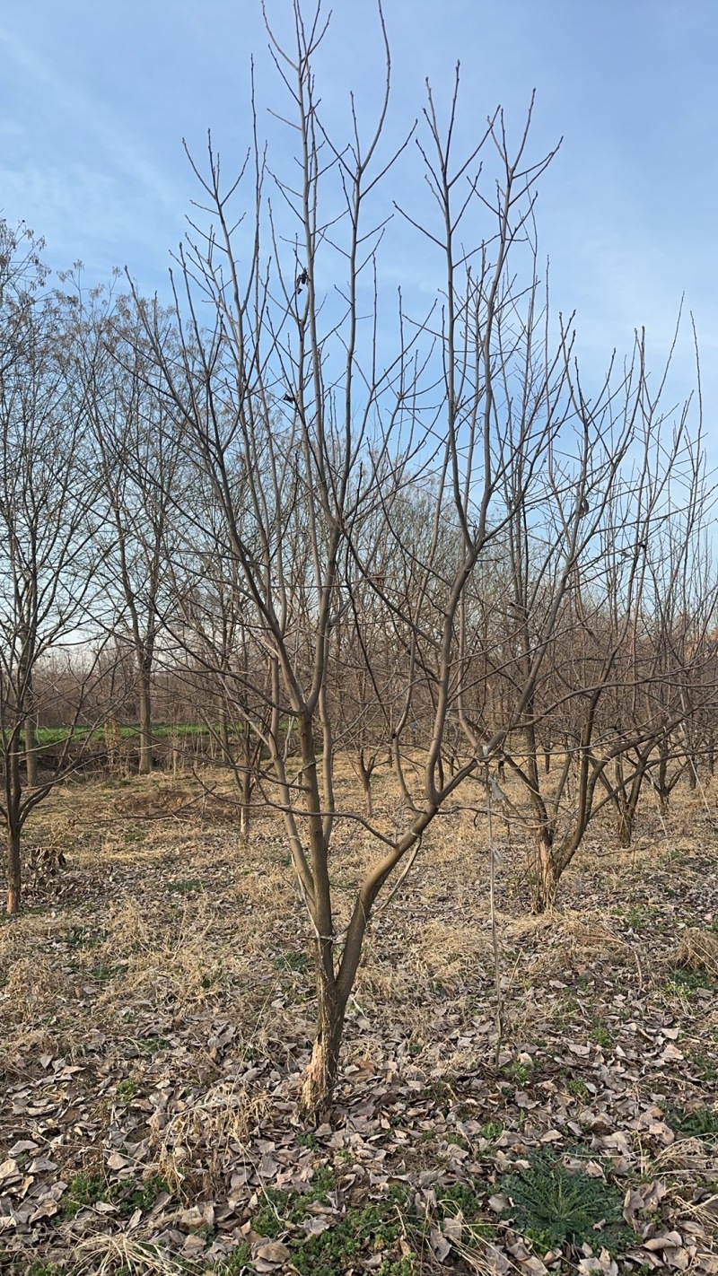 柿子树8公分；