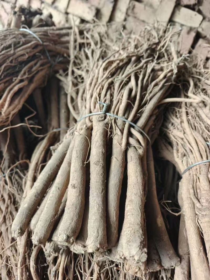 黄芪条甘肃黄芪节子各规格一手货源全国发货