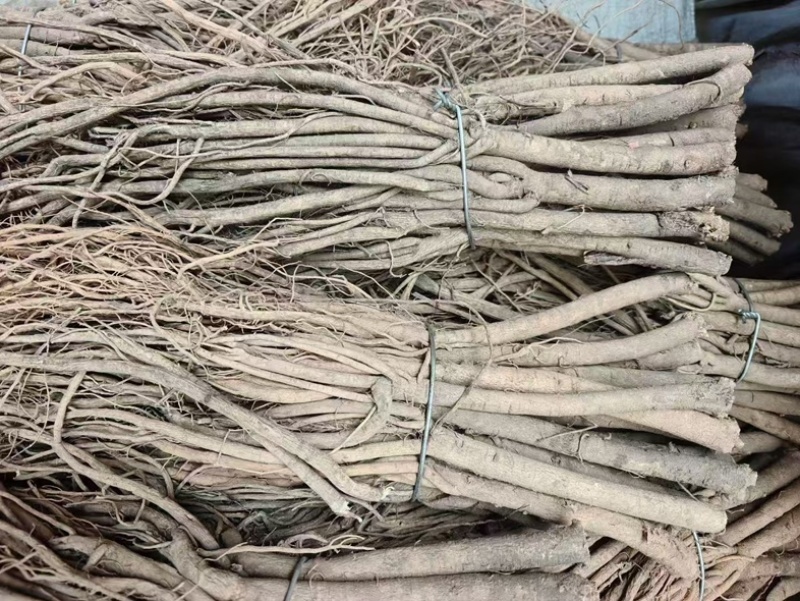 黄芪条甘肃黄芪节子各规格一手货源全国发货