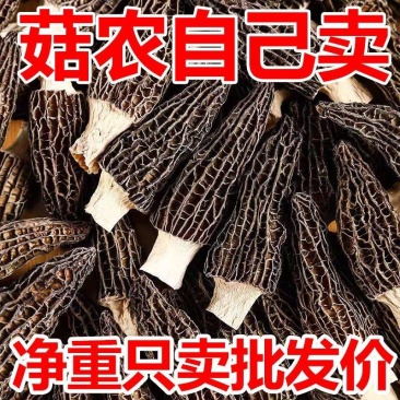 【无干燥剂】净重羊肚菌干货头茬农家土特产大个菌菇蘑菇滋补