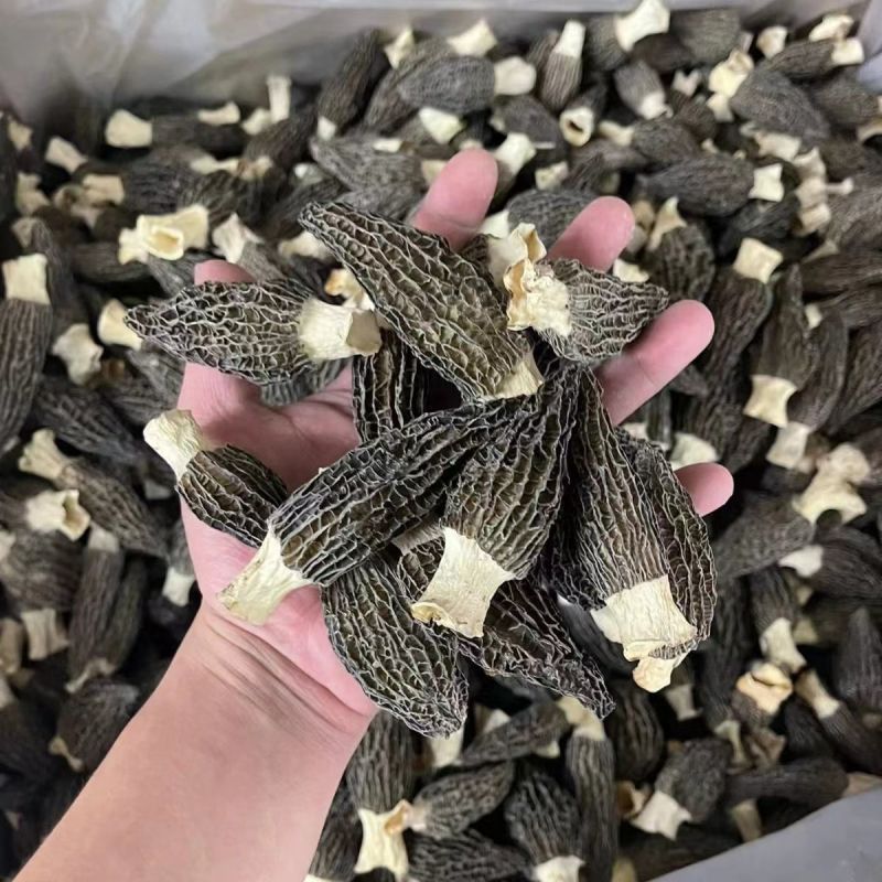 【无干燥剂】净重羊肚菌干货头茬农家土特产大个菌菇蘑菇滋补