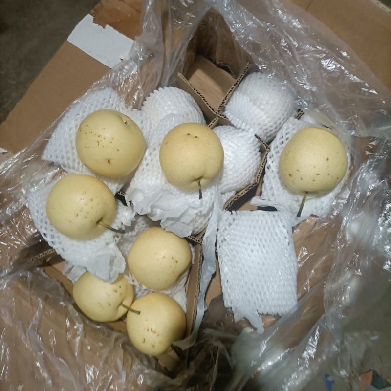 河北二级皇冠梨！精品皇冠梨个大梨白，香甜可囗，价格便宜！