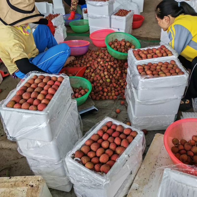 桂花香荔枝一件代发整车集采