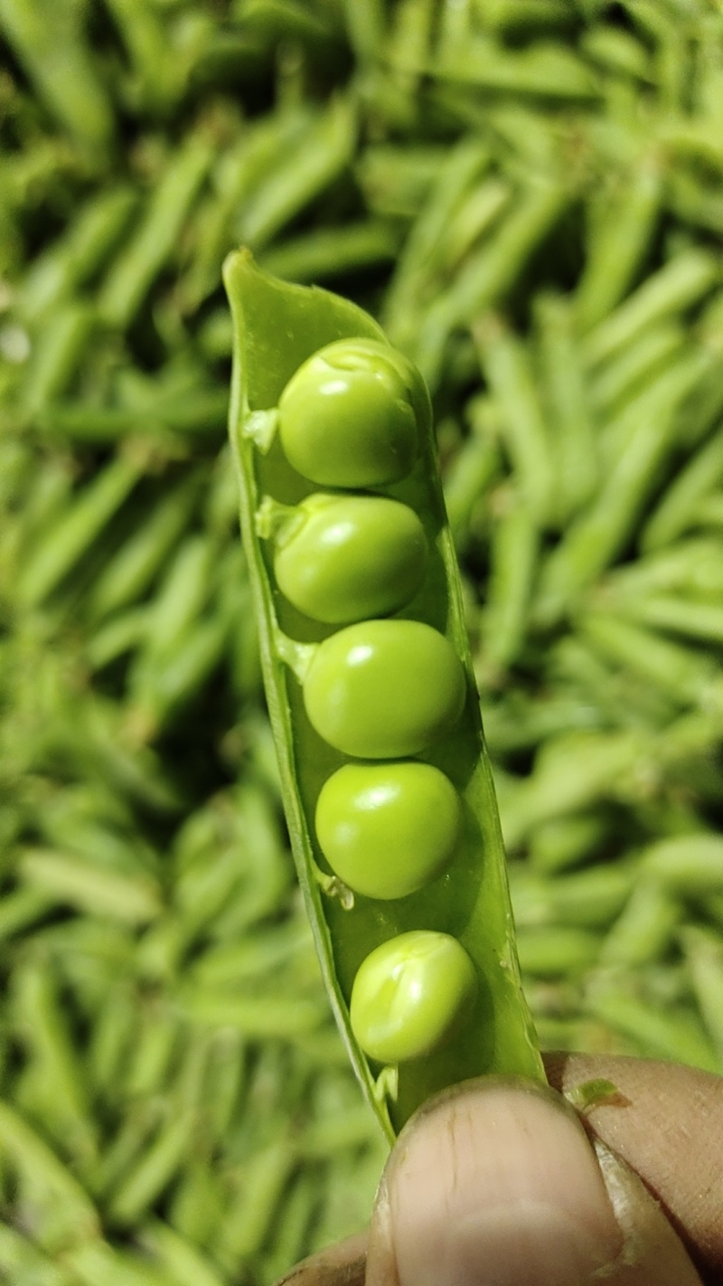 青碗豆夹