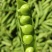 青碗豆夹