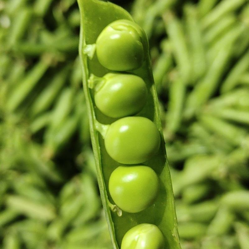 青碗豆夹