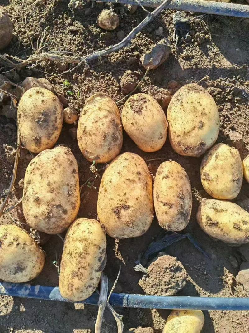 精品黄心土豆产地发货一手货源批发品质保证价格美丽欢迎全国