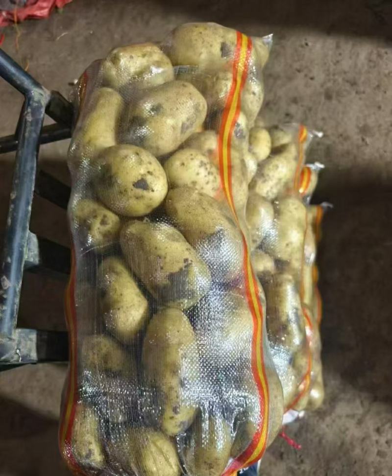 精品黄心土豆产地发货一手货源批发品质保证价格美丽欢迎全国