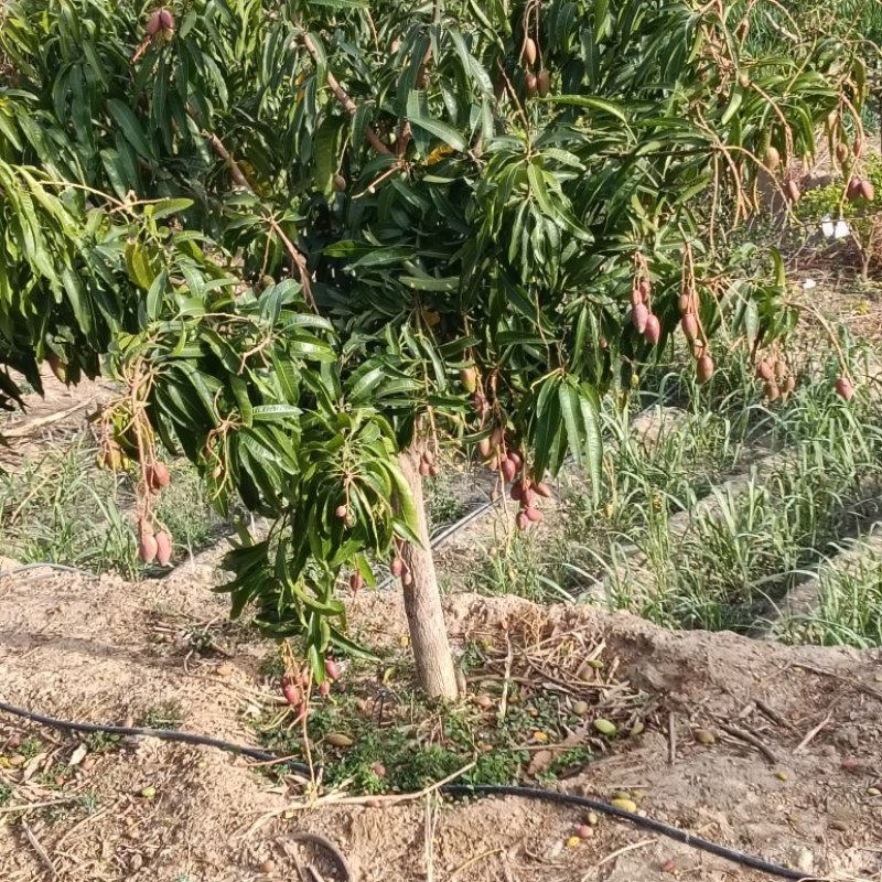 **大小贵妃芒果