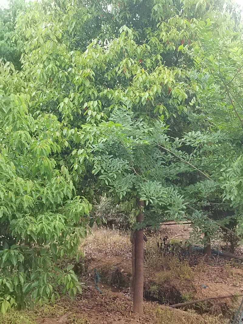 香樟树，单杆，多杆大量现货，价格优惠