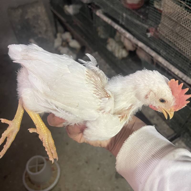 25天的脱温白来航公鸡母鸡苗清货处理