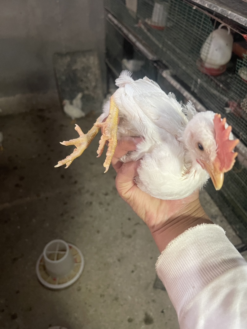 25天的脱温白来航公鸡母鸡苗清货处理