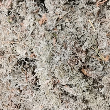 精品前期茵陈