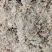 精品前期茵陈