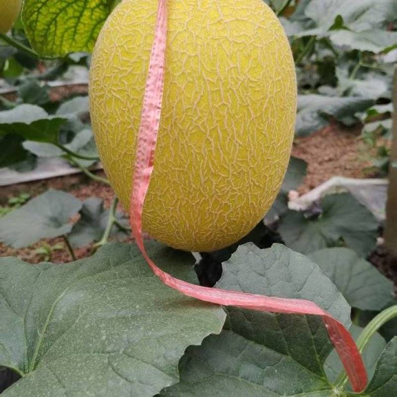 黄25