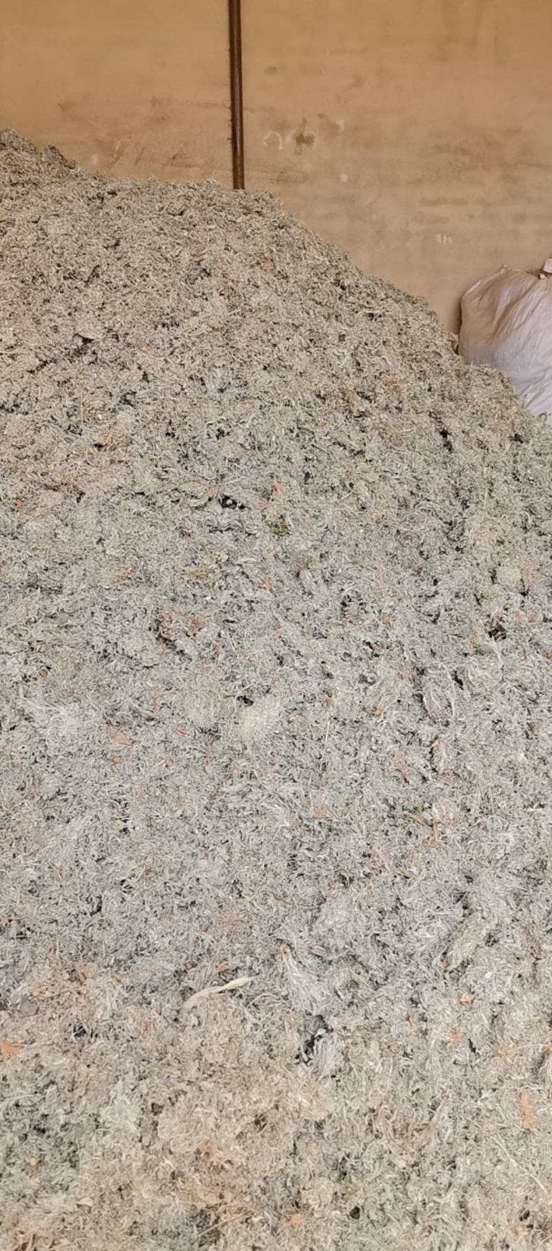 精品前期茵陈
