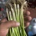 钢葱苗一代，保质保量，量大优惠