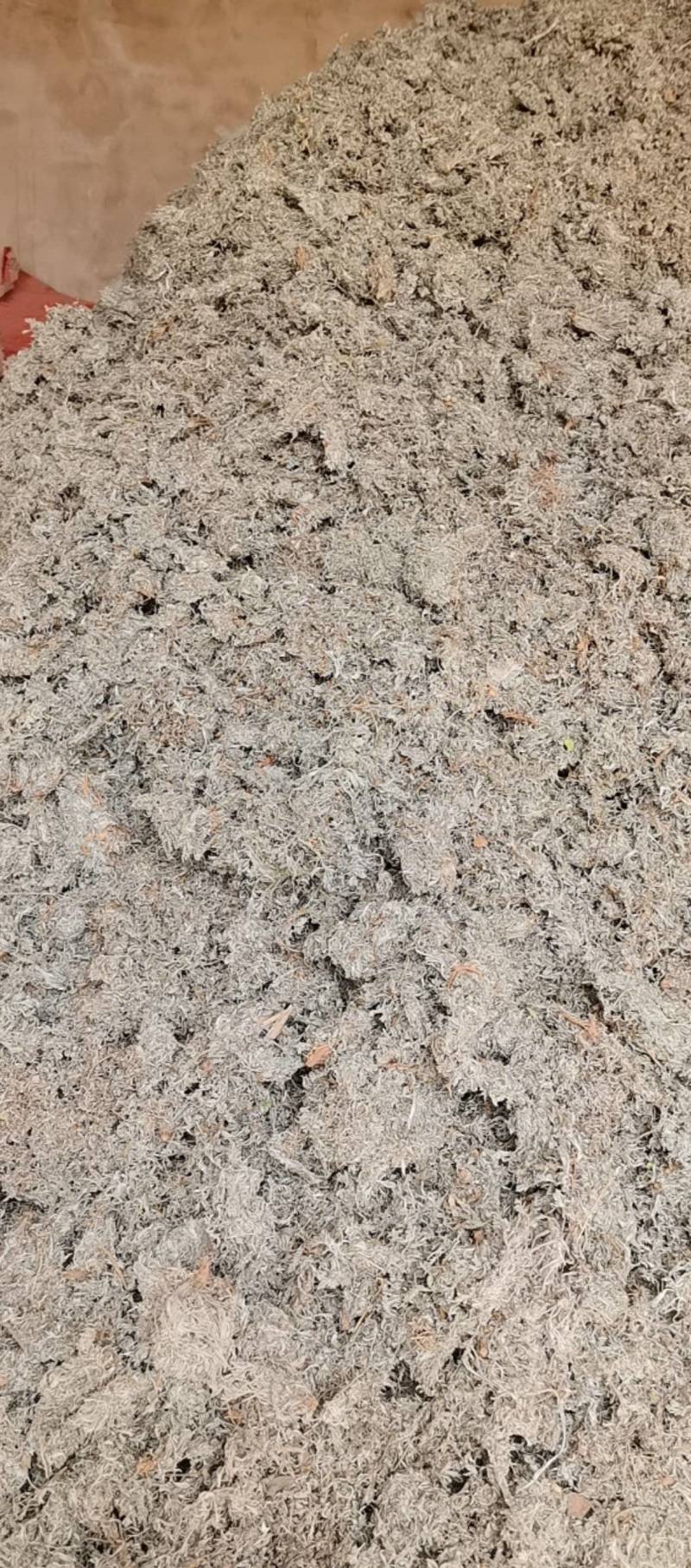 精品前期茵陈